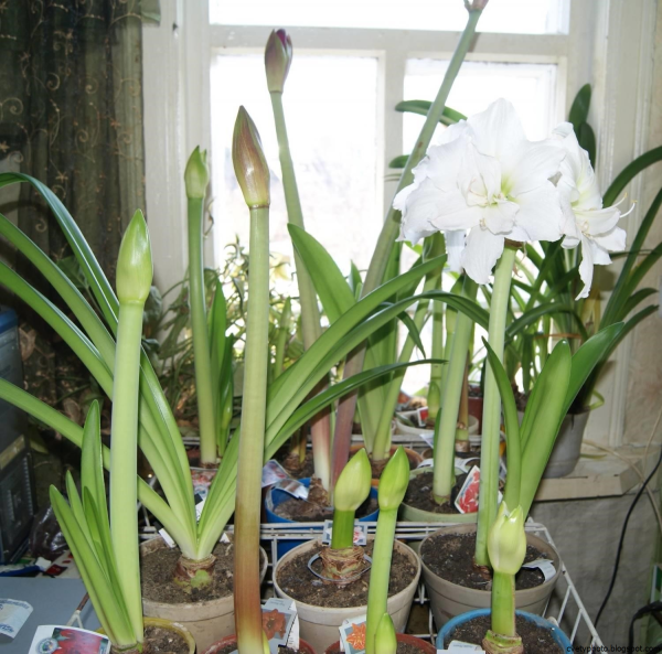 Цветок луковичный гиппеаструм