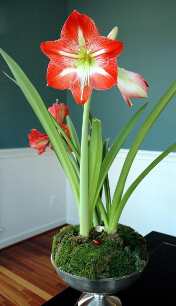 Гиппеаструм амариллис