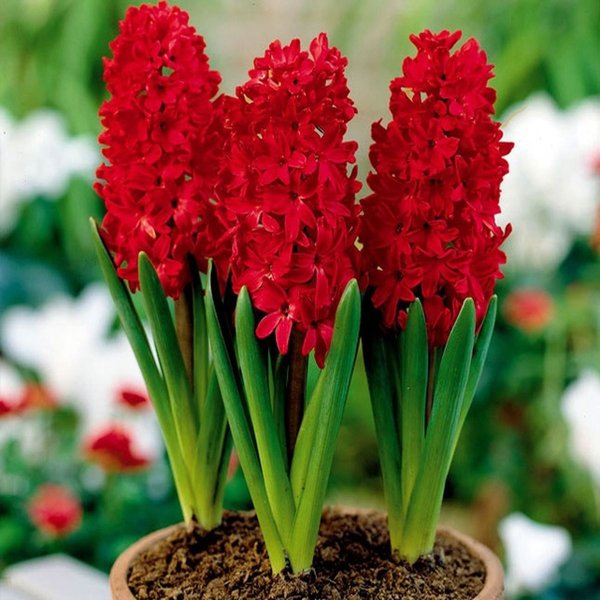 Гиацинт Вурбак