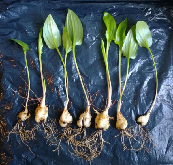 Луковичные дримиопсис