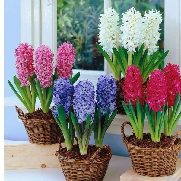 Амариллис зимующий