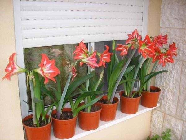 Зефирантес розовый выскочка