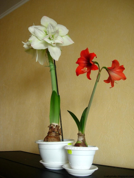 Весенние цветы луковичные гиацинт