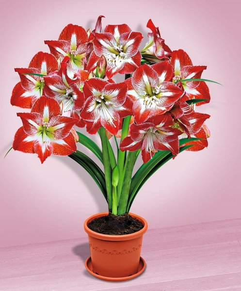 Амариллис и гиппеаструм отличия