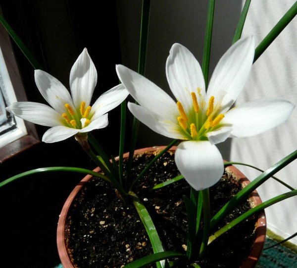 Амариллис Валотта