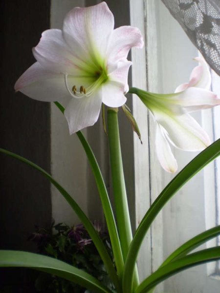 Кливия миниата