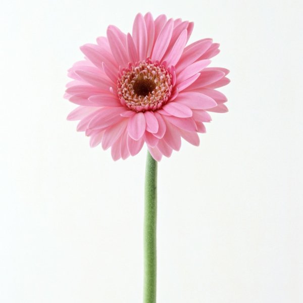 Гермини Кимси