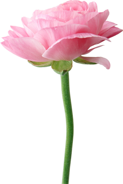 Цветок на ножке