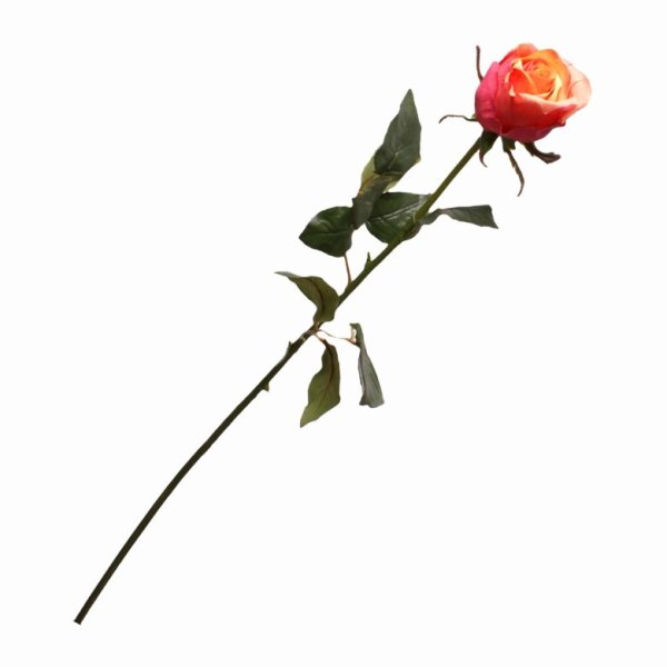 Стебель розы с шипами