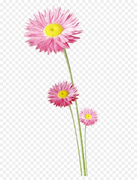 Маргаритка на белом фоне