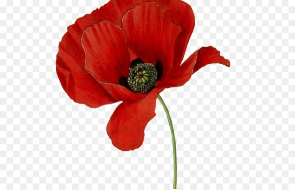 Мак на белом фоне