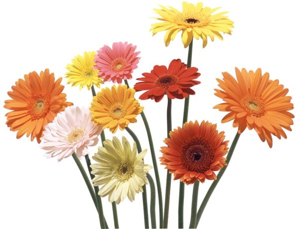 Герберы цветы на белом фоне
