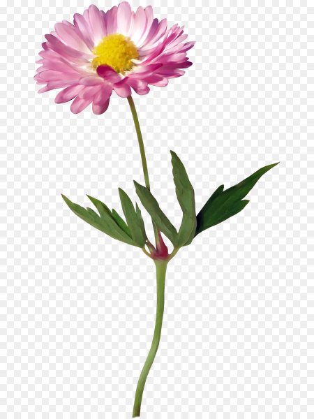 Стебель цветка