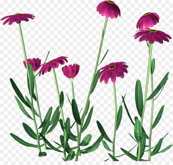 Цветы растут на прозрачном фоне