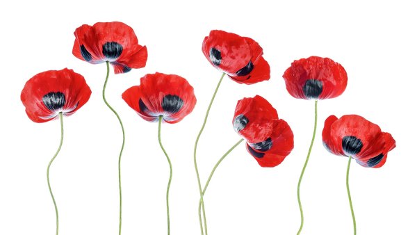 Мак на белом фоне