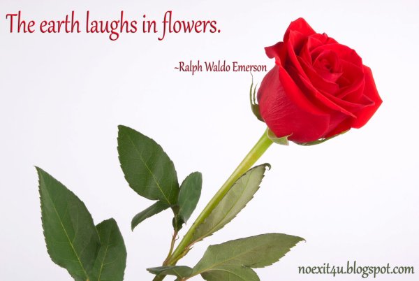 Роза на белом фоне