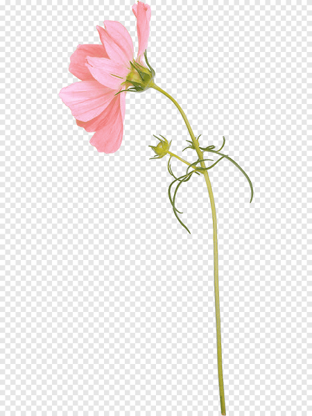 Цветы на длинном стебле