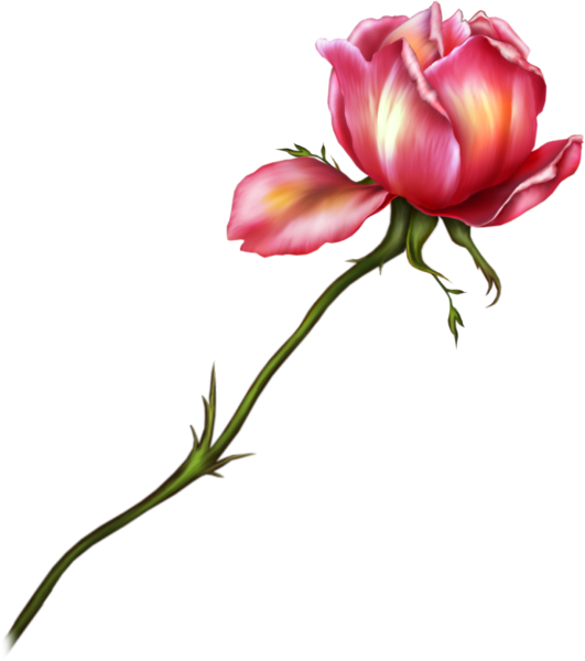 Цветок на стебле на прозрачном фоне