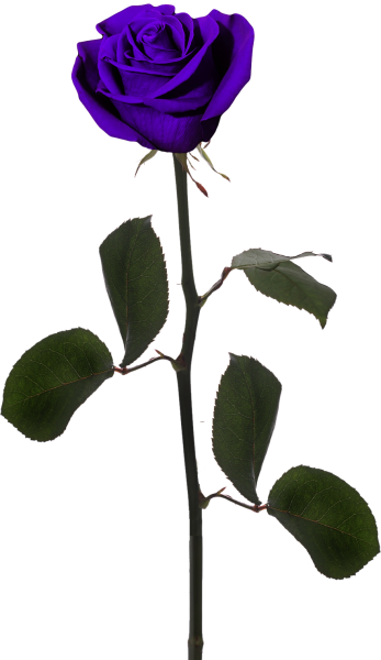 Роза на ножке