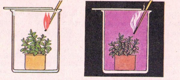 Опыт дыхание растений