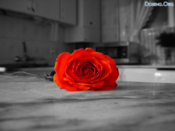 Черно-белый с выделенным цветом