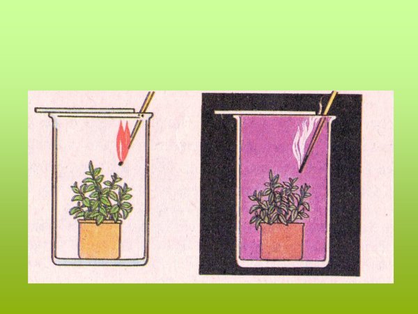 Опыт с растением и известковой водой