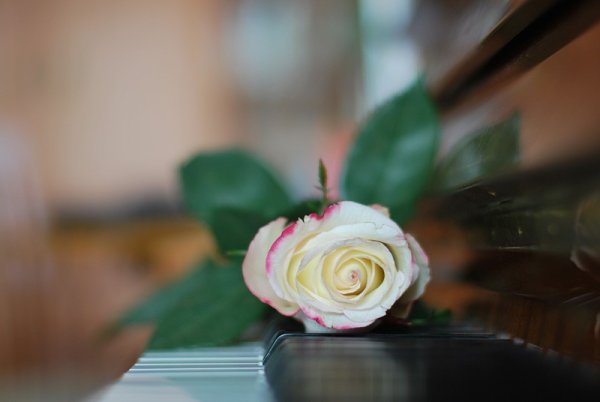 Что выделяют цветы