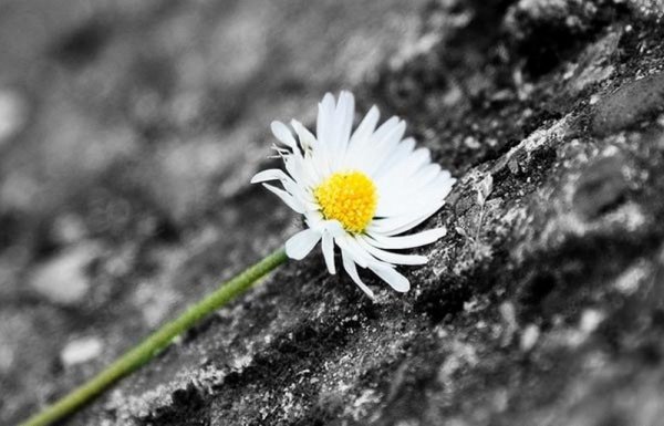 Природа черно-белого цвета с цветными элементами