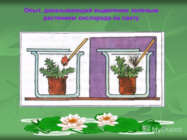 Опыт выделение кислорода растениями