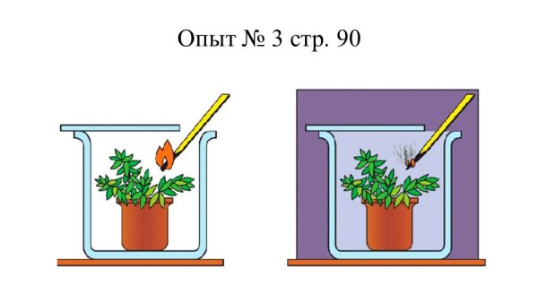 Опыт доказывающий выделение кислорода в процессе фотосинтеза