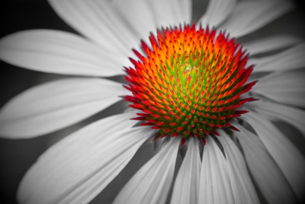 Цветное на черно белом