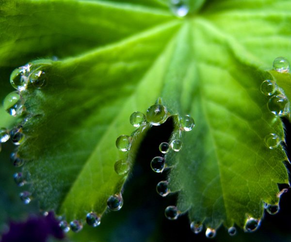 Гуттация бальзамин