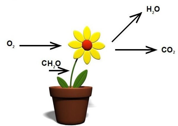Выделение кислорода растениями