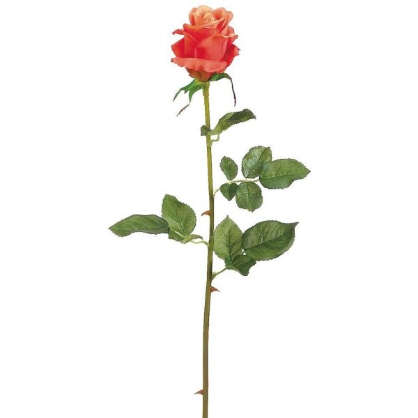 Стебель розы