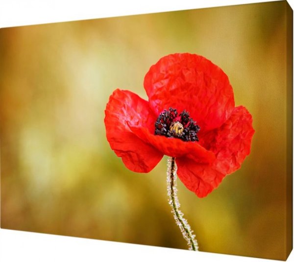 Маки Хасиба