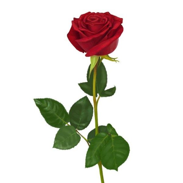 Стебель цветка