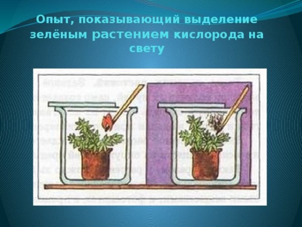 Выделение растением кислорода на свету