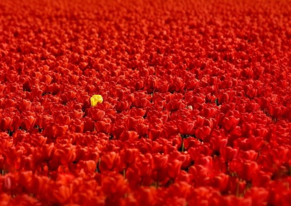 Целое море цветов