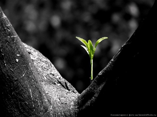 Росток Минимализм