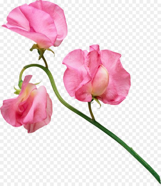 Цветы на белом фоне