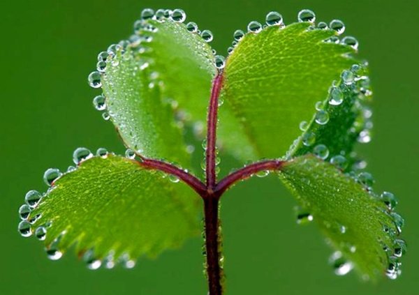 Гидатоды у растений