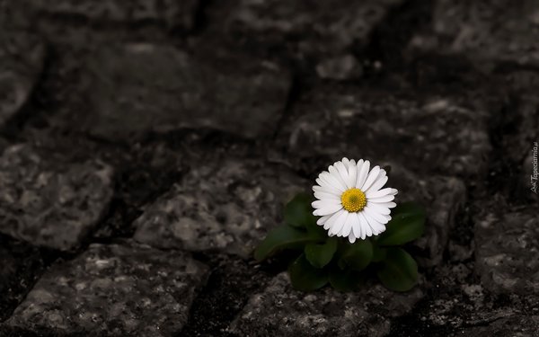 Цветок растет из камня