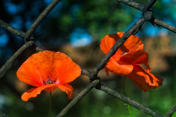 Нюанс в природе