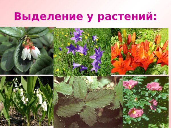 Выделение у растений