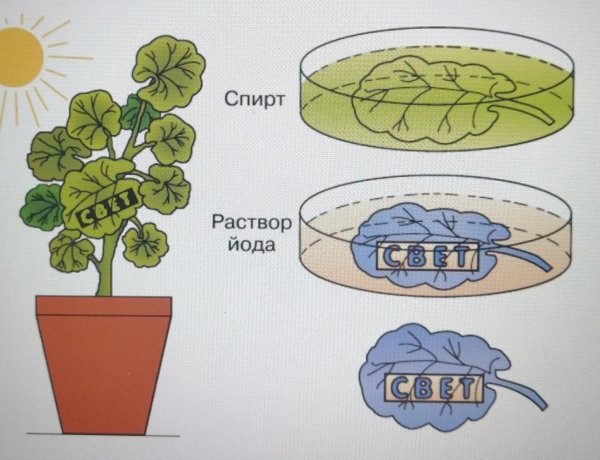 Опыт по биологии 6 класс фотосинтез