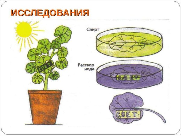 Экстрафлоральные нектарники