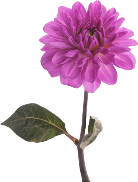 Георгины одиночные