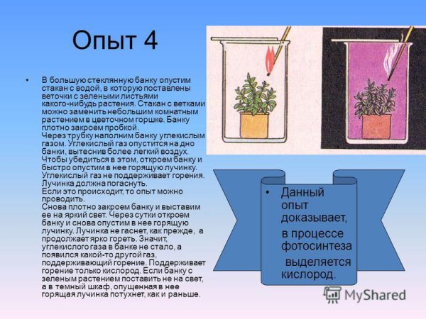 Строение цветкового растения