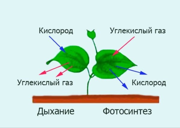 Панель инструментов Paint
