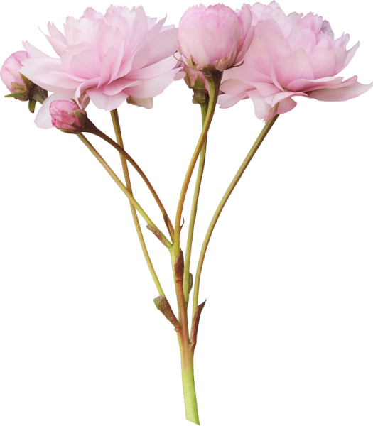 Сухоцвет пионов